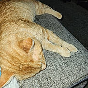 Leo joined the competition — help win amazing prizes! cat, orange_cat, sleeping, napping, feline, pet, indoor, couch, furniture, relaxed, cozy, tabby, paws, resting, home, animal, fur, whiskers, mammal, domestic