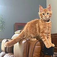 Atlas is registered to the contest to win money with this photo: animal, bell, cat, collar, curious, cute, domestic_cat, ears, fur, furniture, home, indoor, leather_couch, living_room, orange_tabby, paws, pet, speaker, tail, whiskers