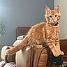 animal, bell, cat, collar, curious, cute, domestic_cat, ears, fur, furniture, home, indoor, leather_couch, living_room, orange_tabby, paws, pet, speaker, tail, whiskers