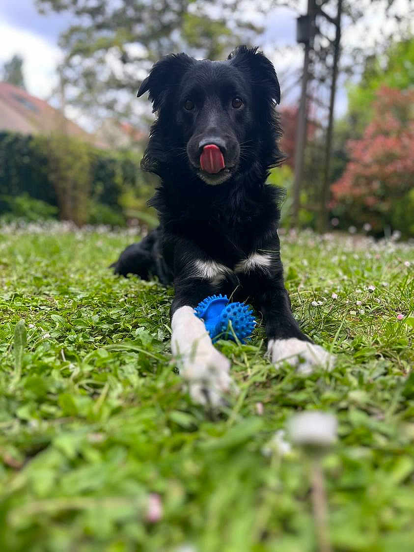 Azael a rejoint le concours — aidez-le/la à gagner de superbes lots ! dog, black_dog, tongue_out, blue_toy, grass, backyard, close_up, portrait, paws, white_paws, lying_down, black_fur, outdoor, bokeh_background, garden, canine, playful, ears, muzzle, pet