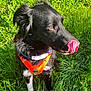 dog, black_dog, tongue_out, orange_harness, grass, outdoor, pet, brown_eye, close_up, portrait, licking, nose, fur, ears, paws, sitting, sunlight, greenery, field, collar