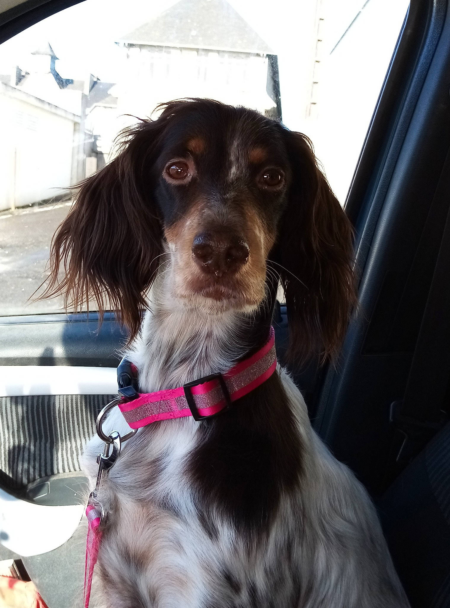 Laly participe au concours pour gagner de l'argent avec cette photo : canidae, carnivore, companion_dog, dog, dog_breed, dog_collar, english_setter, french_spaniel, german_longhaired_pointer, german_spaniel, hunting_dog, liver, mammal, picardy_spaniel, rare_breed_dog, setter, small_munsterlander, snout, spaniel, sporting_group