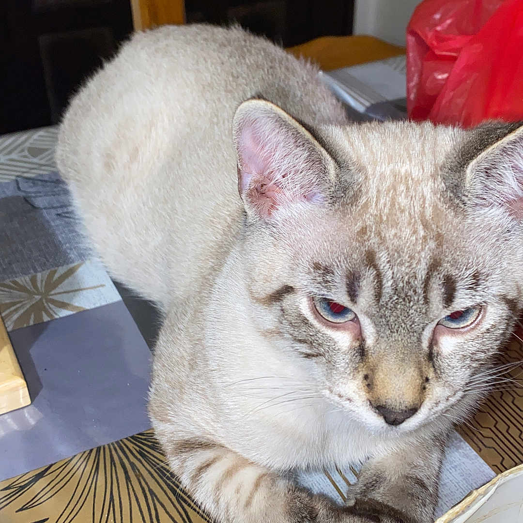 Yukki a rejoint le concours — aidez-le/la à gagner de superbes lots ! animal, blue_eyes, cat, chair, close_up, domestic_animal, eyes, feline, fur, household_items, indoor, light_fur, patterned_tablecloth, pet, relaxed, resting, tabby, table, whiskers, wooden_chair