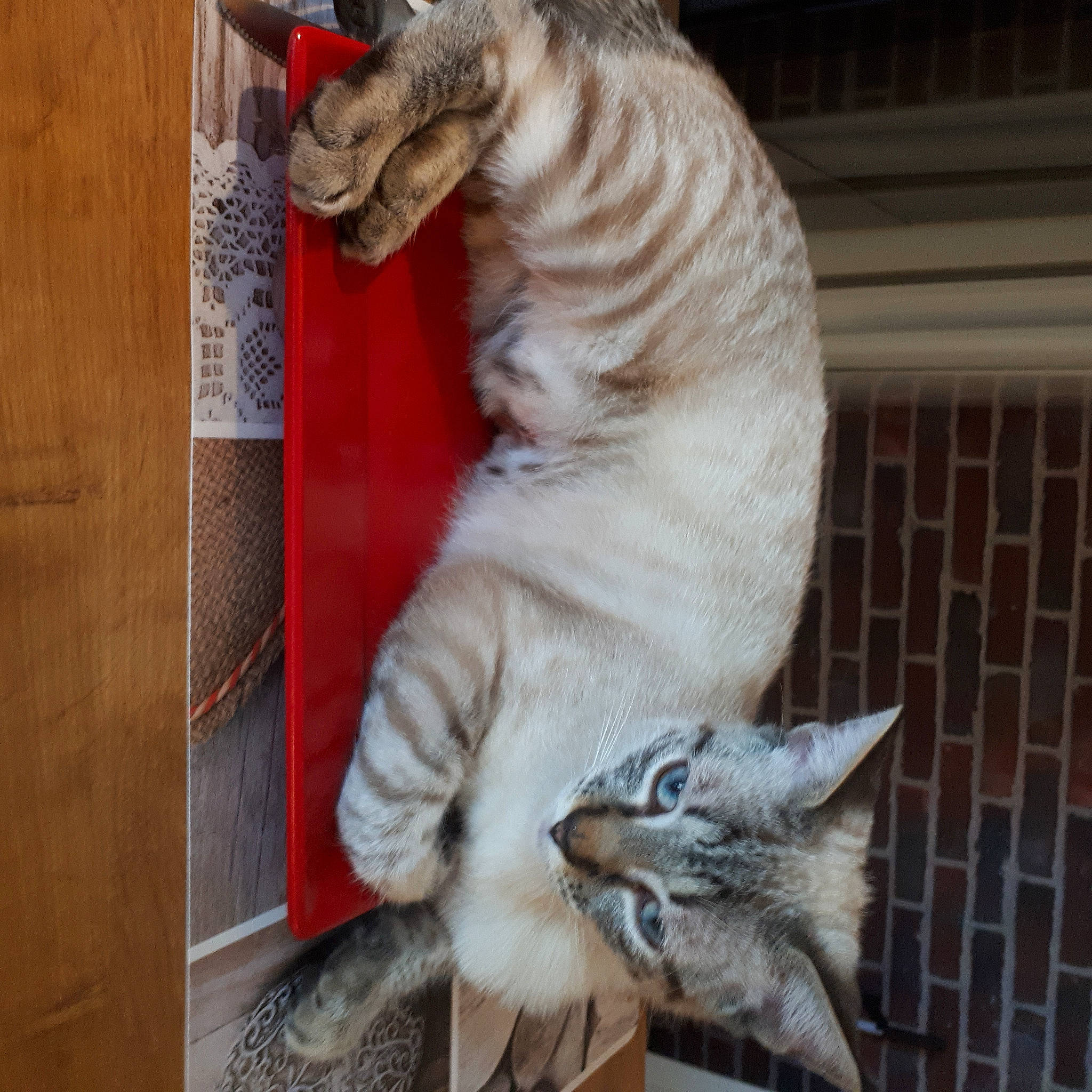 Matoury participe au concours pour gagner de l'argent avec cette photo : art, bengal_tiger, big_cats, carnivore, cat, claw, domestic_short_haired_cat, fang, felidae, fur, mammal, paw, small_to_medium_sized_cats, tail, terrestrial_animal, tiger, whiskers, window, wood