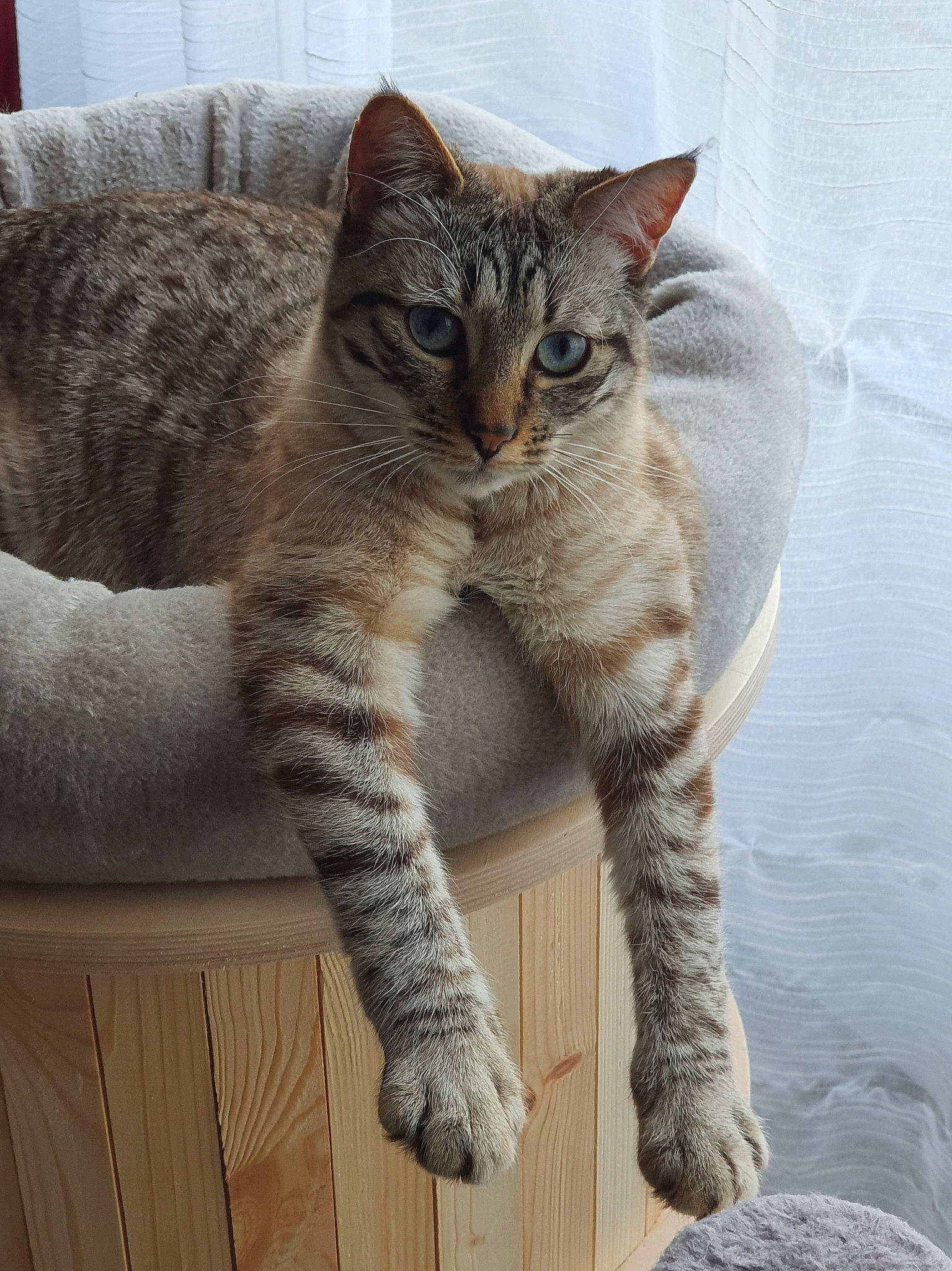 Matoury participe au concours pour gagner de l'argent avec cette photo : carnivore, cat, claw, domestic_short_haired_cat, eye, felidae, foot, fur, grey, paw, small_to_medium_sized_cats, snout, tail, terrestrial_animal, whiskers, wildlife, window, wood