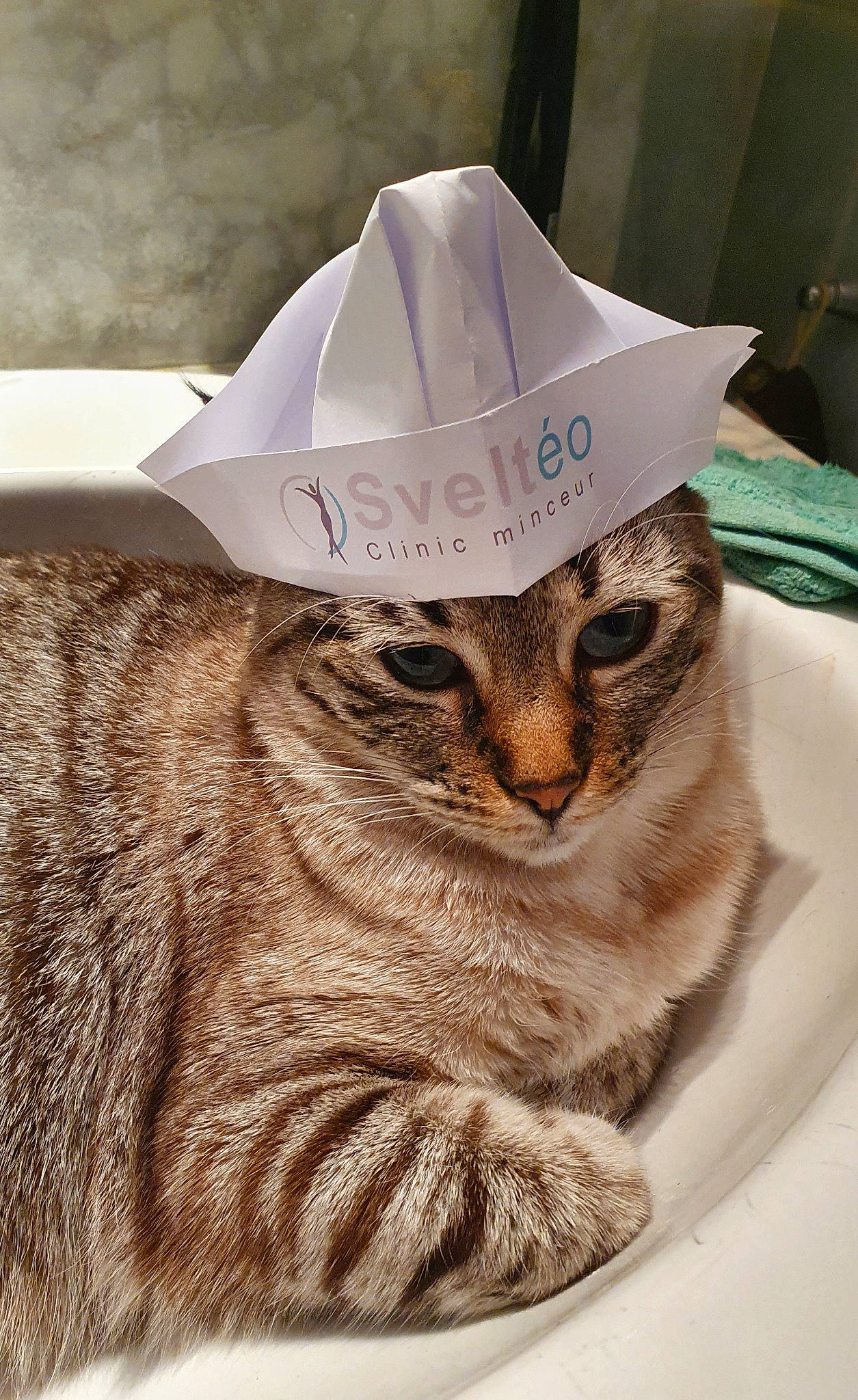 Matoury a rejoint le concours — aidez-le/la à gagner de superbes lots ! cap, carnivore, cat, costume_hat, cowboy_hat, domestic_short_haired_cat, fashion_accessory, fawn, fedora, felidae, font, fur, hat, paper_bag, paper_product, party_supply, photo_caption, small_to_medium_sized_cats, sun_hat, whiskers