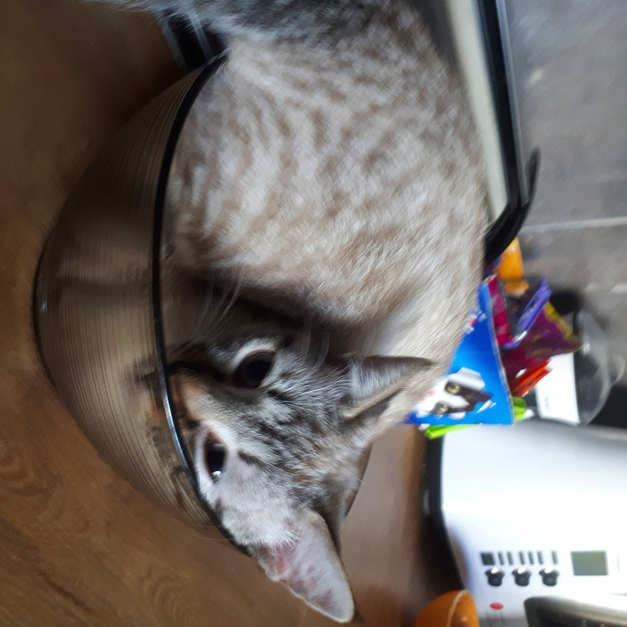 Matoury a rejoint le concours — aidez-le/la à gagner de superbes lots ! canidae, carmine, carnivore, cat, claw, comfort, dog_breed, domestic_short_haired_cat, felidae, fur, hardwood, small_to_medium_sized_cats, snout, tail, whiskers, wood