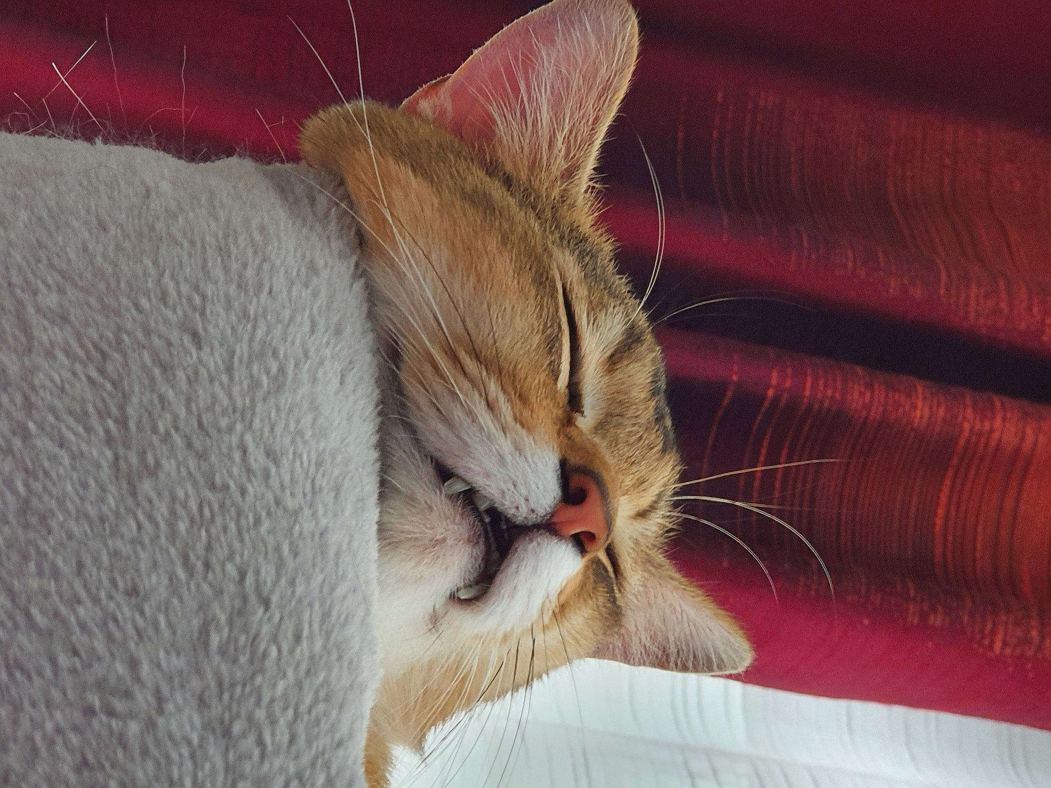 Champagne participe au concours pour gagner de l'argent avec cette photo : carnivore, cat, cat_supply, claw, comfort, domestic_short_haired_cat, eye, fawn, felidae, fur, linens, nap, paw, sleep, small_to_medium_sized_cats, snout, tail, whiskers, wood