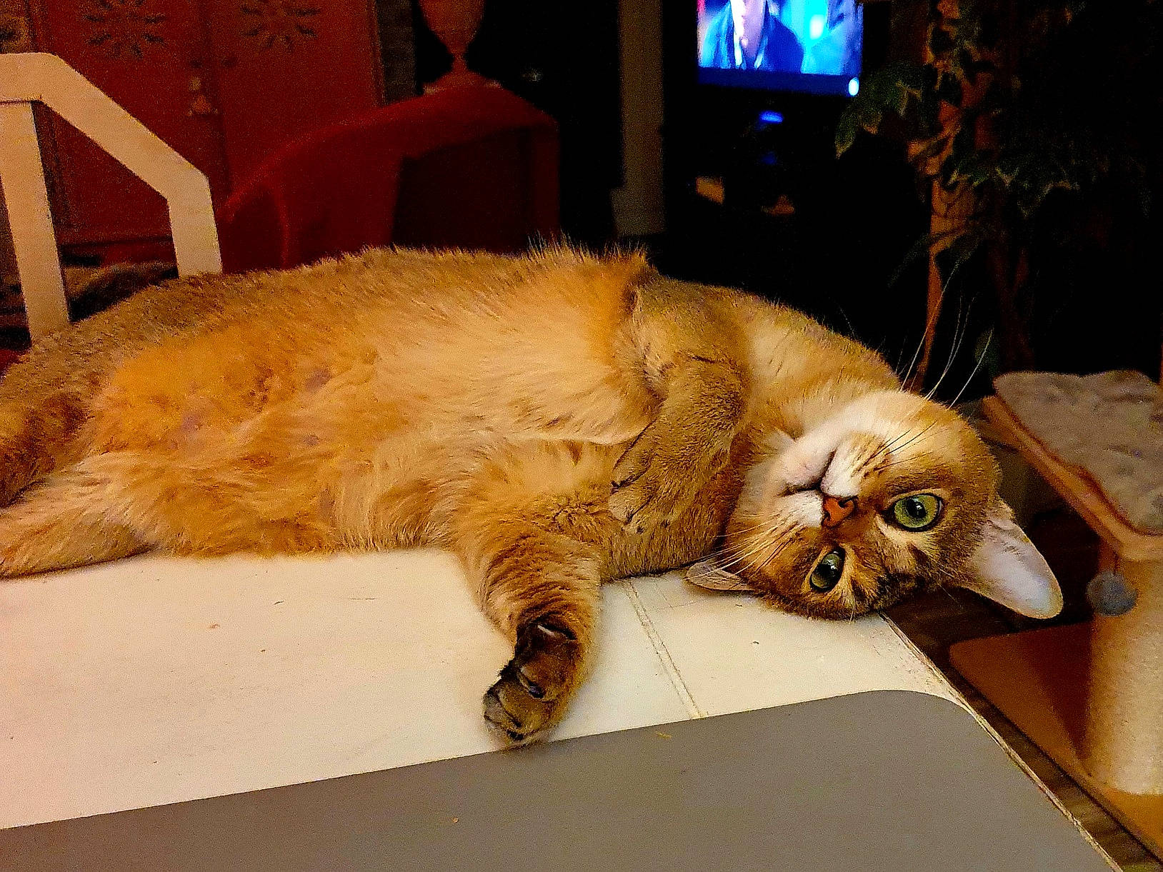 Champagne a rejoint le concours — aidez-le/la à gagner de superbes lots ! cable_television, carnivore, cat, chair, claw, comfort, domestic_short_haired_cat, fawn, felidae, fur, led_backlit_lcd_display, paw, room, small_to_medium_sized_cats, snout, tail, television, television_set, whiskers, wood