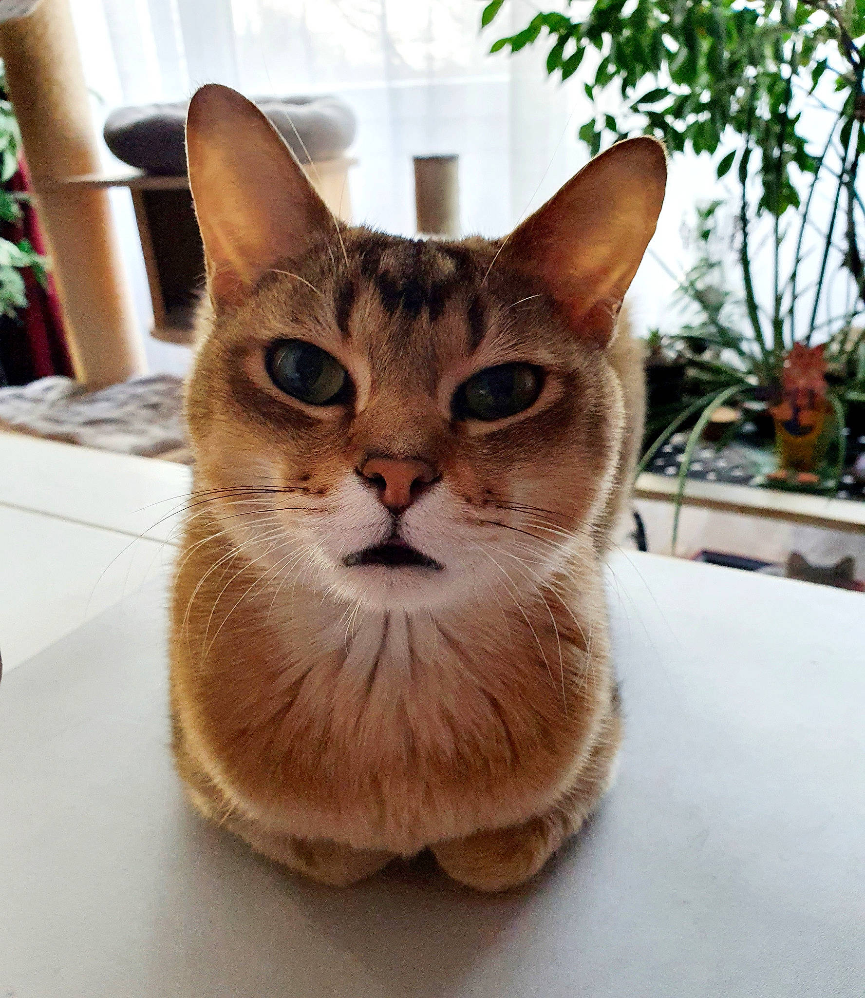 Champagne a rejoint le concours — aidez-le/la à gagner de superbes lots ! carnivore, cat, chair, domestic_short_haired_cat, fawn, felidae, flooring, flowerpot, fur, houseplant, paw, pet_supply, plant, small_to_medium_sized_cats, snout, tail, tree, whiskers, window, wood