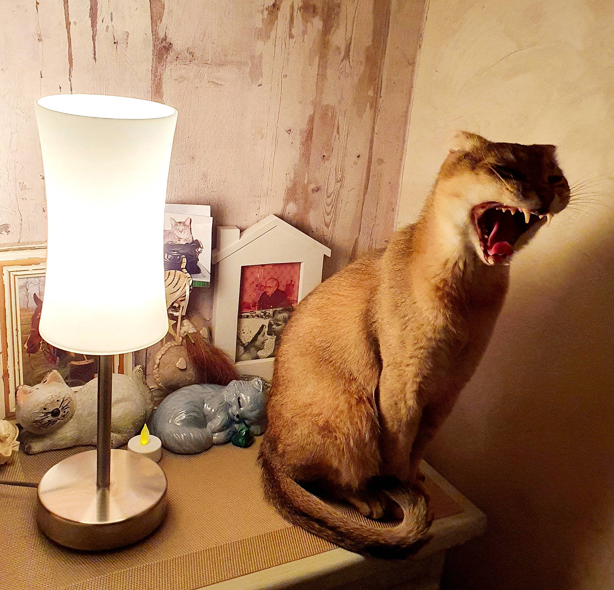 Champagne participe au concours pour gagner de l'argent avec cette photo : carnivore, cat, comfort, domestic_short_haired_cat, fang, fawn, felidae, fur, lamp, lampshade, paw, roar, room, small_to_medium_sized_cats, tail, terrestrial_animal, whiskers, window, wood, yawn