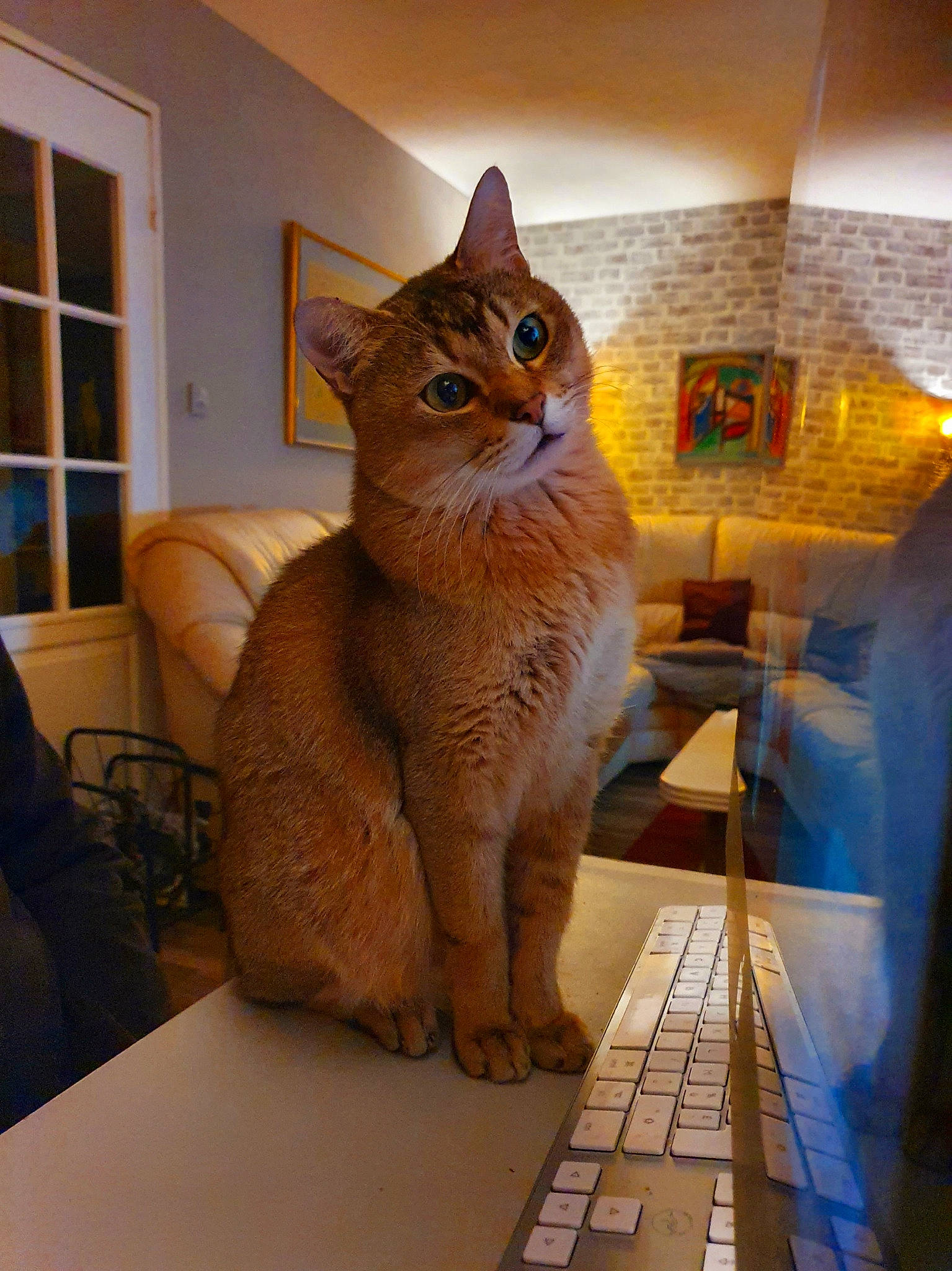 Champagne participe au concours pour gagner de l'argent avec cette photo : carnivore, cat, chair, comfort, desk, domestic_short_haired_cat, fawn, felidae, flooring, fur, pet_supply, picture_frame, small_to_medium_sized_cats, snout, table, tail, terrestrial_animal, whiskers, window, wood