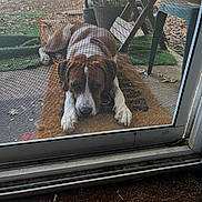 Dozer joined the competition — help win amazing prizes! dog, brown, white, doormat, screen_door, outdoor, patio, plant, furniture, hopeful, lying_down, mesh, leaves, concrete, collar, daylight, animal, pet, front_door, waiting