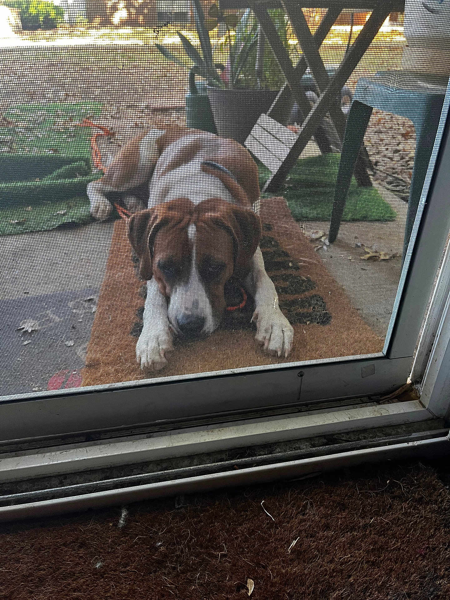 Dozer joined the competition — help win amazing prizes! dog, brown, white, doormat, screen_door, outdoor, patio, plant, furniture, hopeful, lying_down, mesh, leaves, concrete, collar, daylight, animal, pet, front_door, waiting