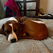 Dozer is registered to the contest to win money with this photo: animal, bed, blanket, brown, cabinet, clothing, cozy, curled_up, dog, ears, fur, furniture, head, indoor, nose, pet, quiet, resting, sleeping, white