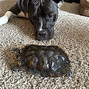 Roxanne is registered to the contest to win money with this photo: dog, turtle, carpet, indoor, curious, animal, pet, black_dog, reptile, close_up, floor, slow_movement, watching, companion, domestic, cute, fur, shell, head, paw