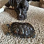 dog, turtle, carpet, indoor, curious, animal, pet, black_dog, reptile, close_up, floor, slow_movement, watching, companion, domestic, cute, fur, shell, head, paw