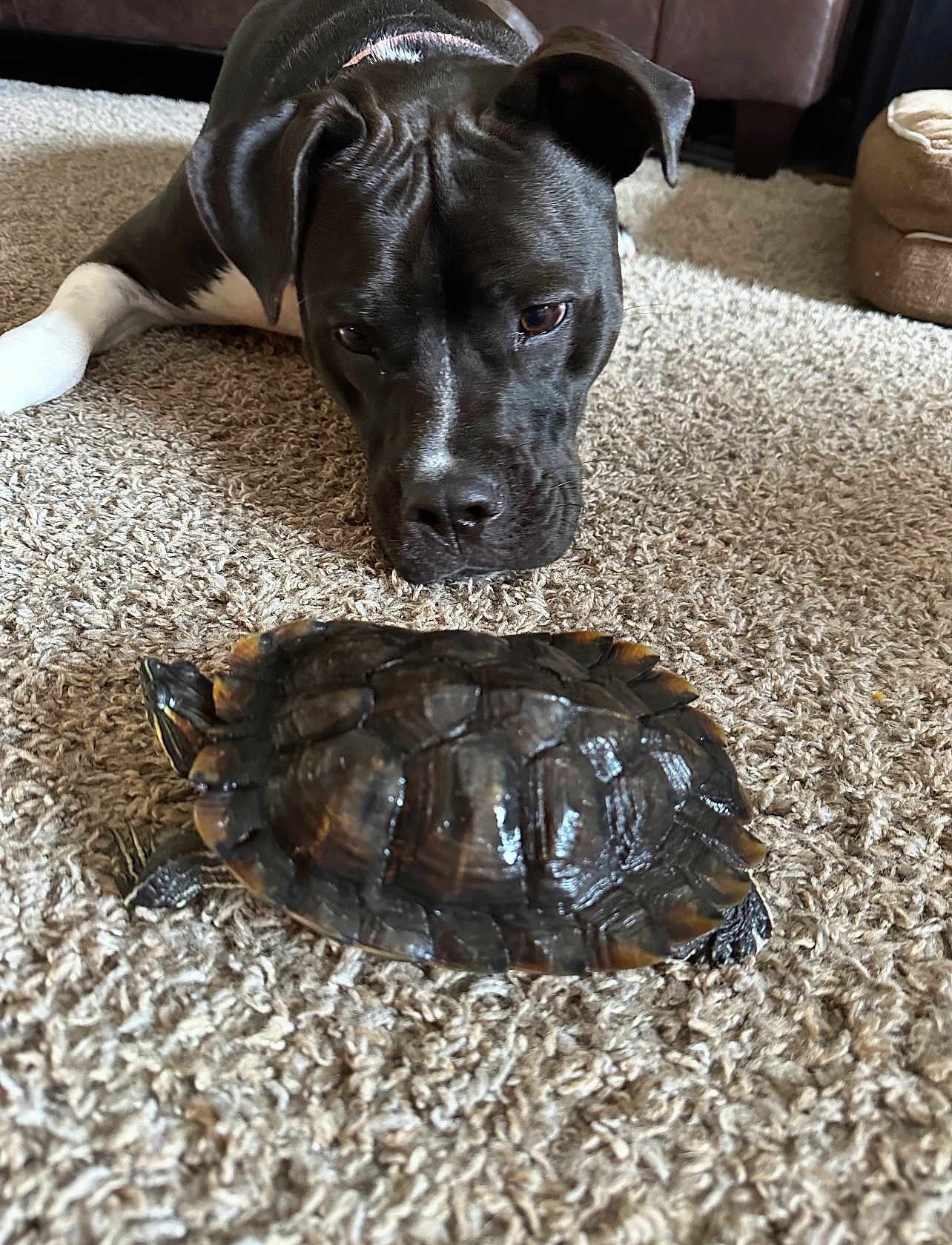 Roxanne is registered to the contest to win money with this photo: dog, turtle, carpet, indoor, curious, animal, pet, black_dog, reptile, close_up, floor, slow_movement, watching, companion, domestic, cute, fur, shell, head, paw
