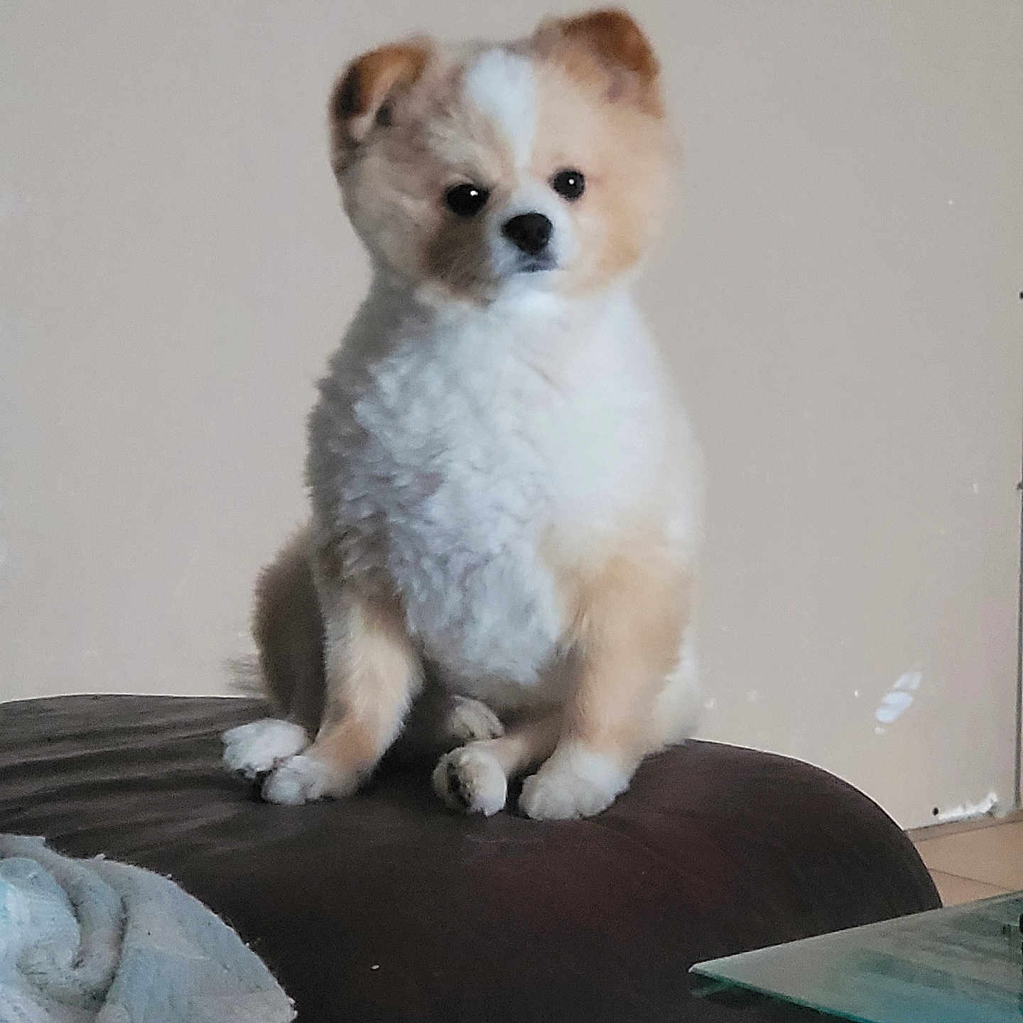 Nougat a rejoint le concours — aidez-le/la à gagner de superbes lots ! animal, canine, cat, cockerspaniel, computer, couch, cushion, dog, electronics, eskimodog, furniture, homedecor, laptop, papillon, pc, pet, poodle, puppy, terrier, whitedog