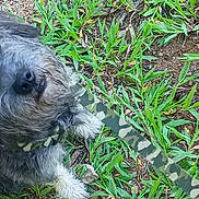 Bubba is registered to the contest to win money with this photo: animal, black_fur, brown_eyes, camouflage, curious, dog, grass, gravel, gray_fur, ground, head_tilt, leash, looking_up, nature, outdoor, pet, portrait, shaggy, small_dog, white_paws