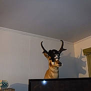 Lucy joined the competition — help win amazing prizes! animal, animal_perched, antlers, black_and_white_cat, cat, curtains, decor, funny, furniture, household, indoor, lamp, mounted_deer, odd_position, pet, room, shadow, taxidermy, television, wall