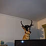 animal, animal_perched, antlers, black_and_white_cat, cat, curtains, decor, funny, furniture, household, indoor, lamp, mounted_deer, odd_position, pet, room, shadow, taxidermy, television, wall
