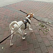 Toby joined the competition — help win amazing prizes! dog, leash, sidewalk, brick, stick, walking, outdoor, pet, canine, harness, tail, white, brown, road, pavement, nature, animal, active, daytime, playful