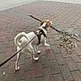 dog, leash, sidewalk, brick, stick, walking, outdoor, pet, canine, harness, tail, white, brown, road, pavement, nature, animal, active, daytime, playful