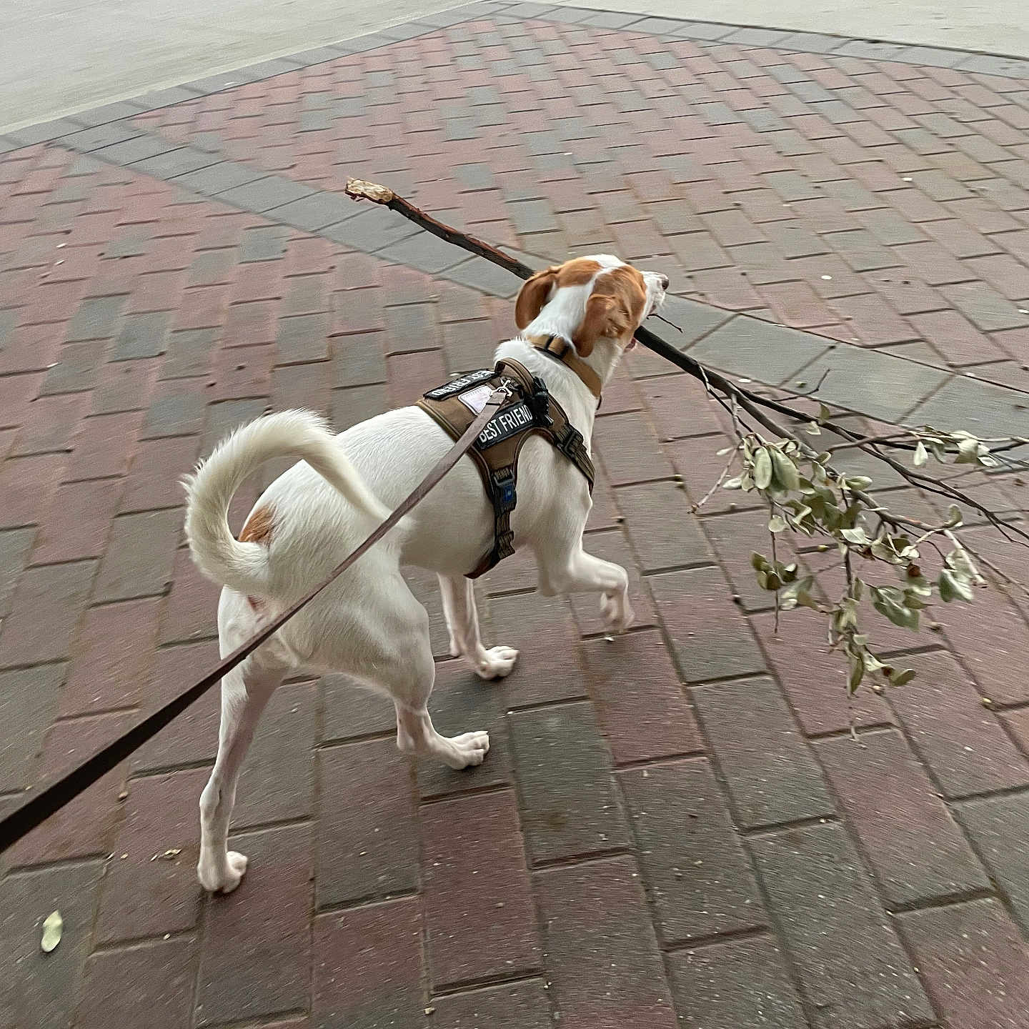 Toby joined the competition — help win amazing prizes! active, animal, brick, brown, canine, daytime, dog, harness, leash, nature, outdoor, pavement, pet, playful, road, sidewalk, stick, tail, walking, white