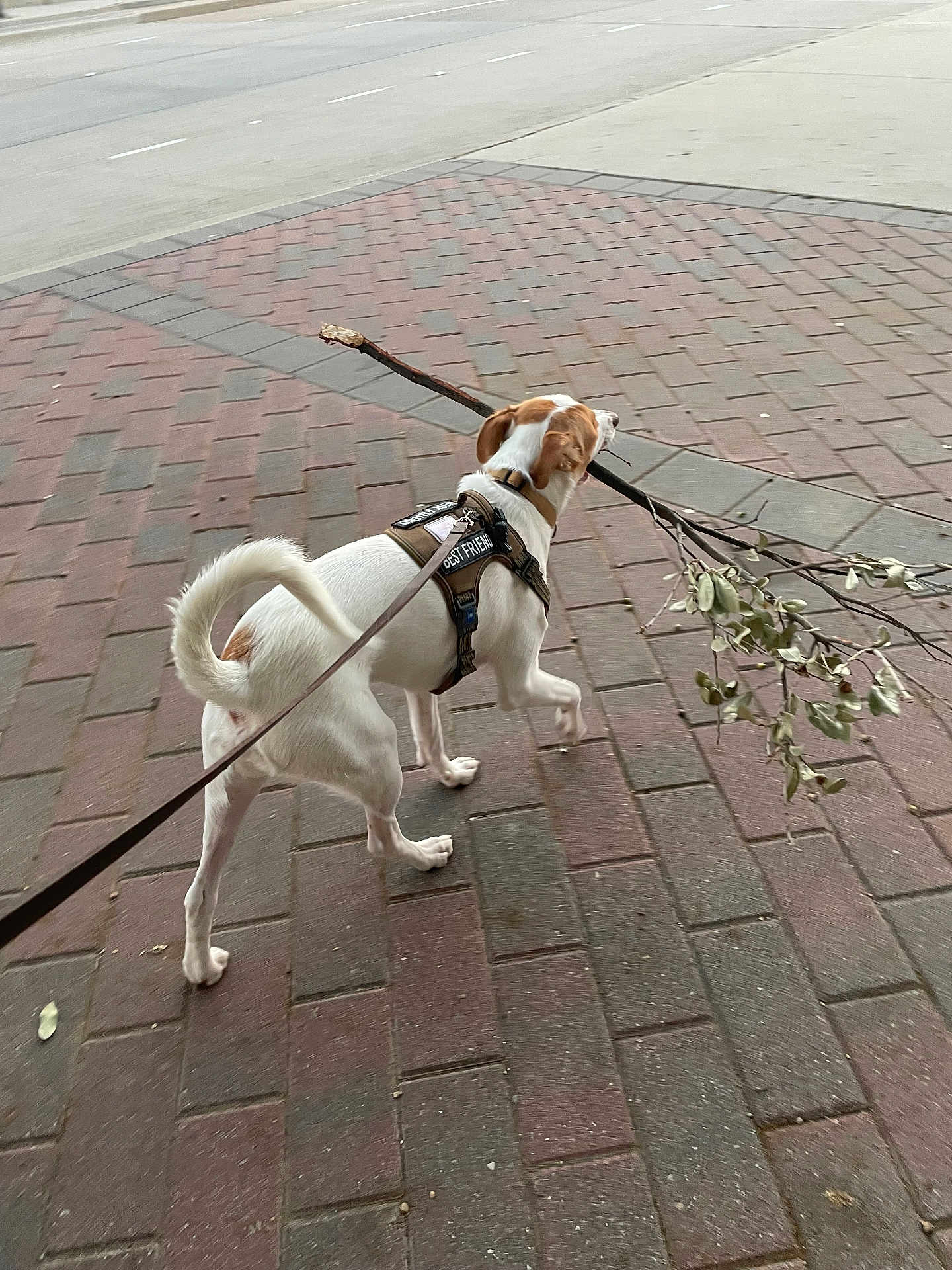 Toby joined the competition — help win amazing prizes! dog, leash, sidewalk, brick, stick, walking, outdoor, pet, canine, harness, tail, white, brown, road, pavement, nature, animal, active, daytime, playful
