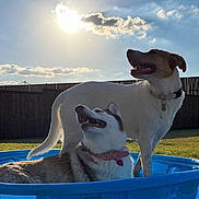 Toby joined the competition — help win amazing prizes! animal, backlit, blue_pool, canine, clouds, collar, daytime, dog, fence, grass, happy, nature, outdoor, pets, playful, relaxing, sky, summer, sun, sunlight