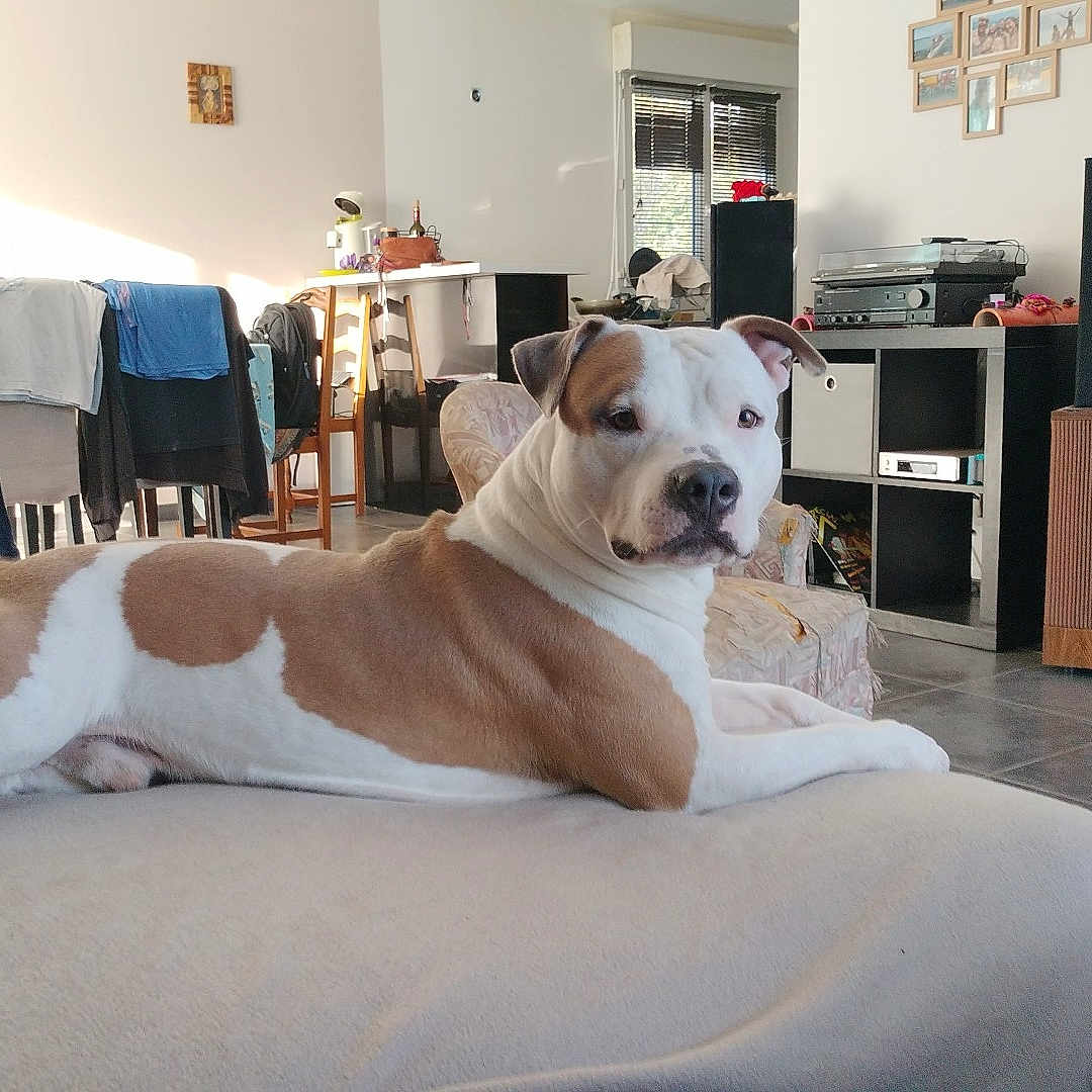 Seylan participe au concours pour gagner de l'argent avec cette photo : accessories, adult, animal, architecture, boxer, building, bulldog, canine, couch, dog, furniture, glasses, indoors, interiordesign, livingroom, male, man, person, pet, room