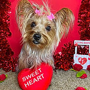 Chiquis is registered to the contest to win money with this photo: dog, valentine, heart, red, pink, cute, decorations, carpet, felt_roses, love, sweetheart, small_dog, fluffy, hair_clips, holiday, adorable, pose, gift, background, romantic