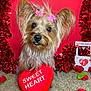 dog, valentine, heart, red, pink, cute, decorations, carpet, felt_roses, love, sweetheart, small_dog, fluffy, hair_clips, holiday, adorable, pose, gift, background, romantic