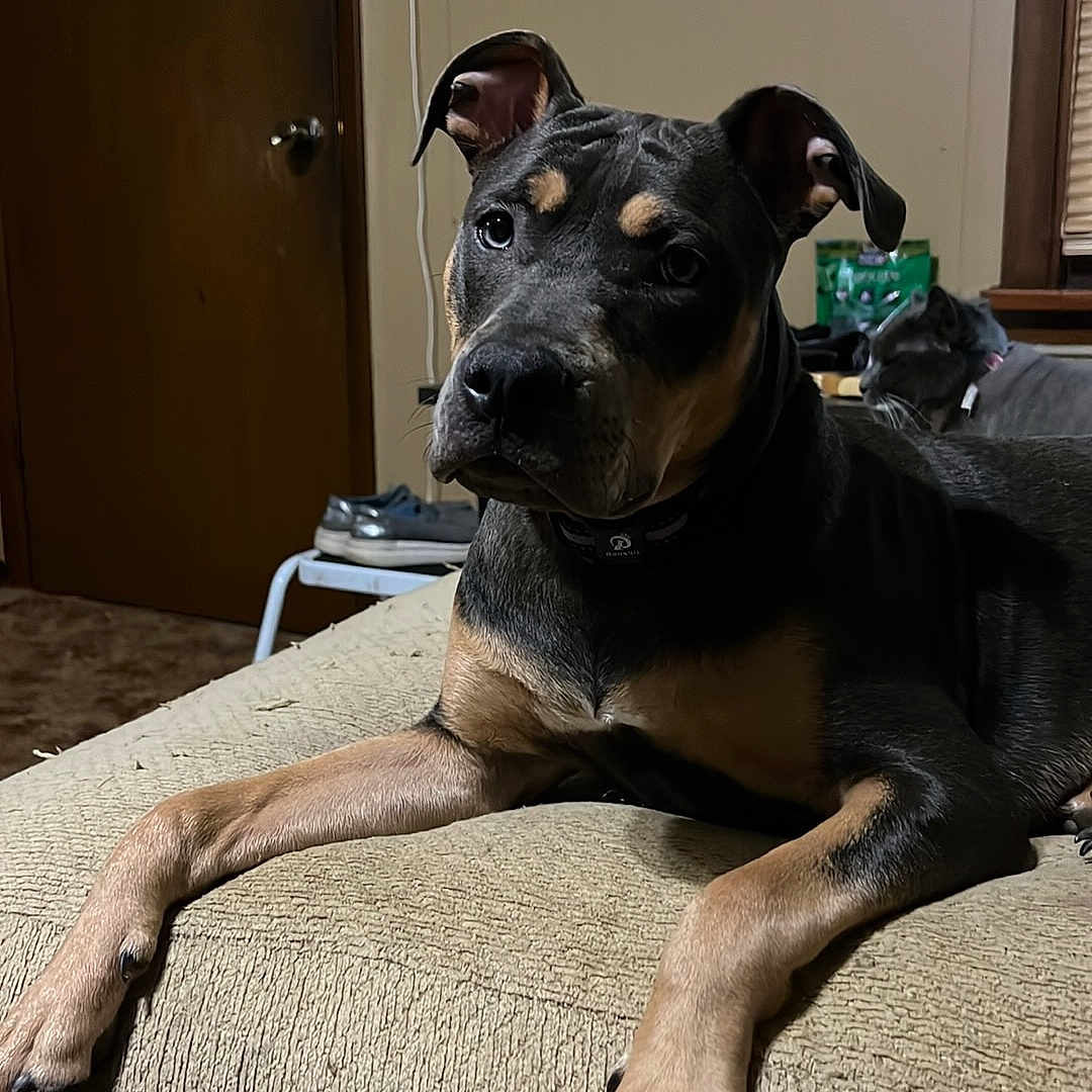 Ana joined the competition — help win amazing prizes! animal, architecture, building, canine, clothing, computerhardware, couch, dog, electronics, footwear, furniture, hardware, indoors, interiordesign, livingroom, monitor, pet, room, screen, shoe