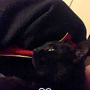 Galipette participe au concours pour gagner de l'argent avec cette photo : black_cat, cat, blanket, lamp, indoor, dark, cozy, feline, pet, animal, resting, soft_texture, closeup, quiet, home, relaxation, shadow, sleepy, warm, comfort