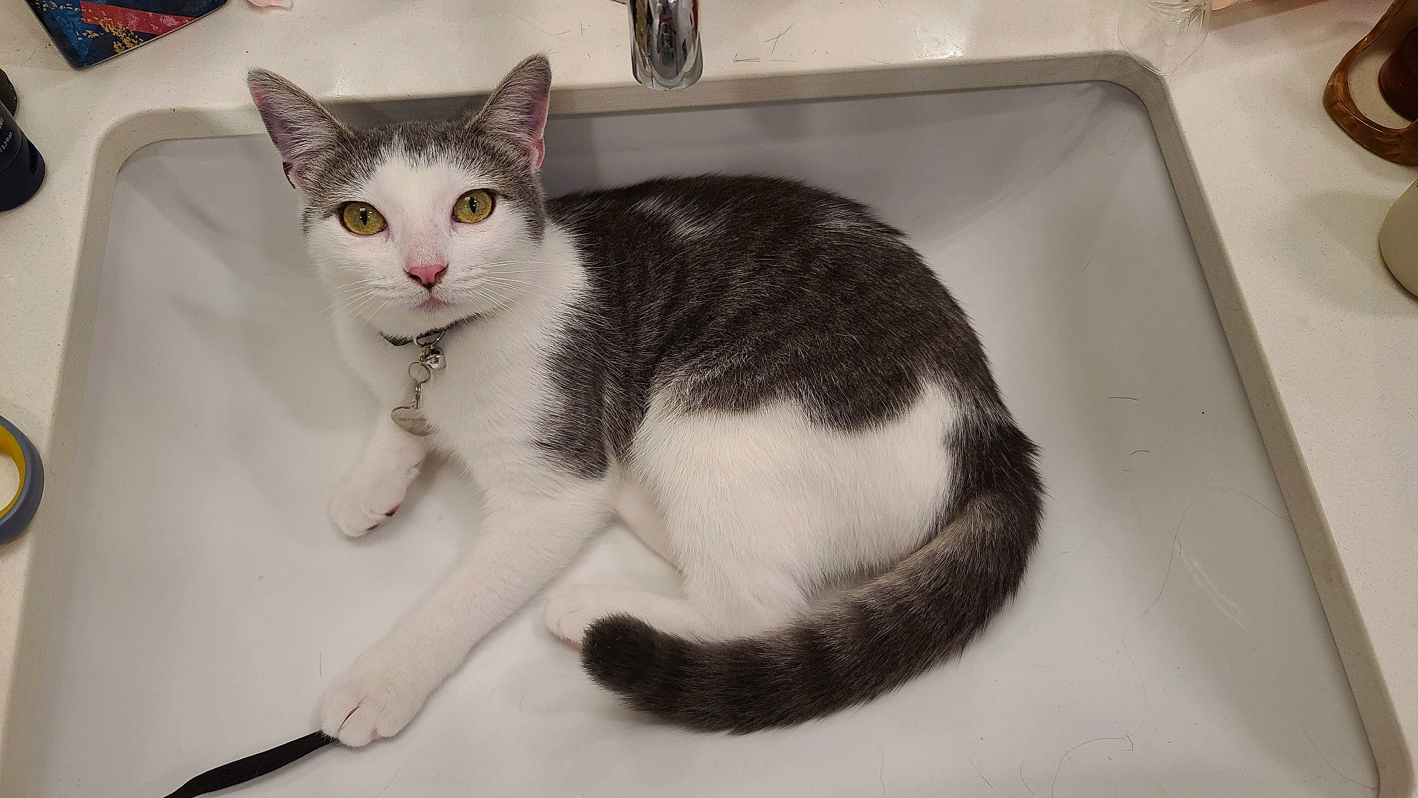 Aura joined the competition — help win amazing prizes! bathroom, box, carnivore, cat, domestic_short_haired_cat, eye, felidae, fur, grey, monochrome_photography, paw, pet_supply, plumbing, plumbing_fixture, sink, small_to_medium_sized_cats, snout, tail, tap, whiskers