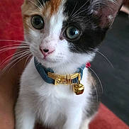 Mali is registered to the contest to win money with this photo: cat, kitten, calico, pet, animal, portrait, close_up, sitting, collar, bell, whiskers, ears, eyes, nose, white_fur, black_fur, orange_fur, indoor, red_background, cute