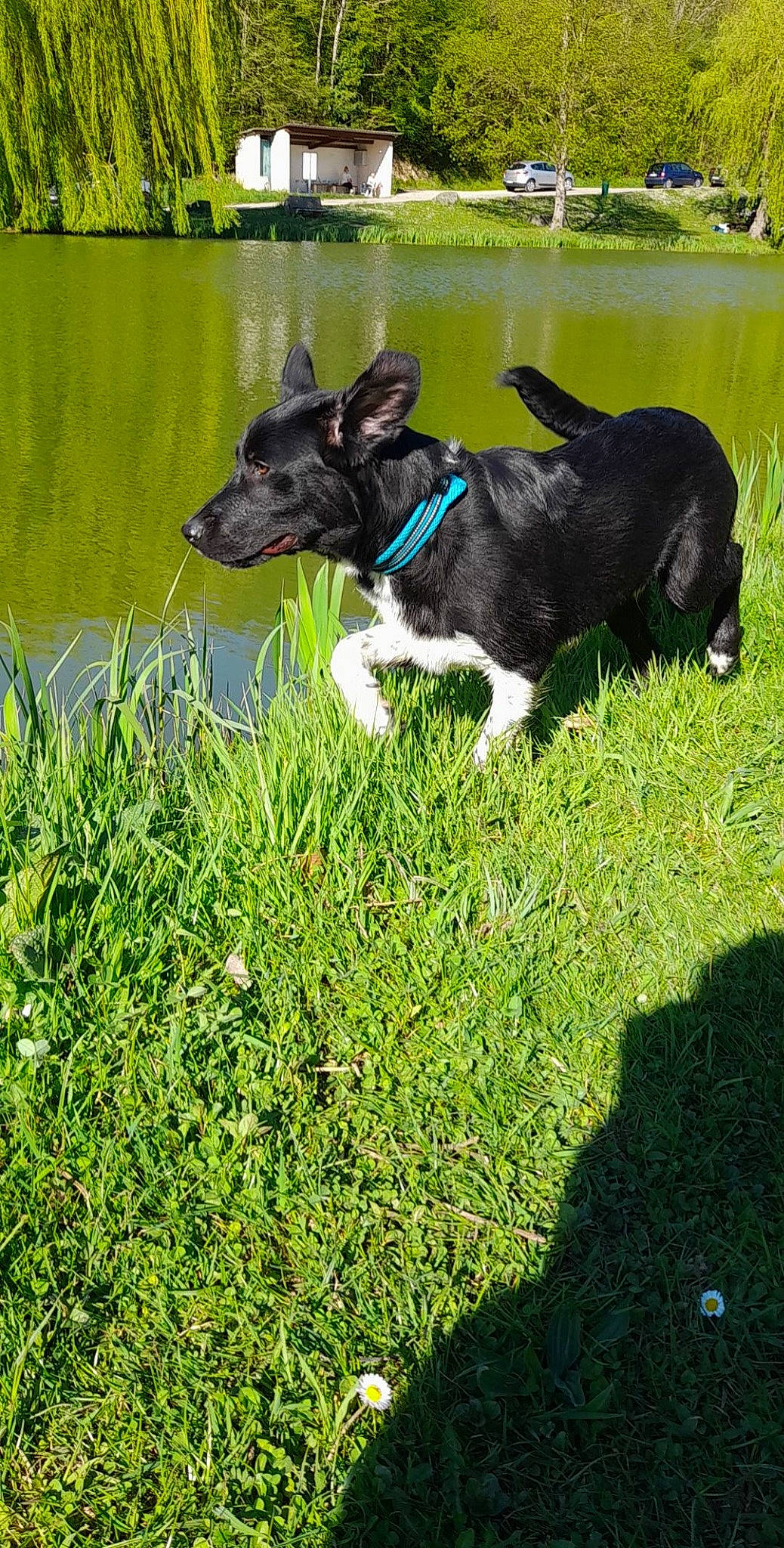 Kimy participe au concours pour gagner de l'argent avec cette photo : canidae, carnivore, collar, companion_dog, dog, dog_breed, dog_collar, electric_blue, grass, grassland, green, groundcover, herding_dog, lake, lawn, pasture, plant, tail, water, working_animal