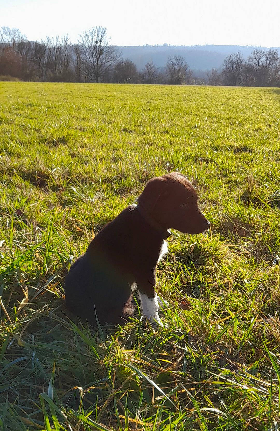 Kimy a rejoint le concours — aidez-le/la à gagner de superbes lots ! agriculture, carnivore, companion_dog, dog, dog_breed, fawn, grass, grassland, groundcover, landscape, meadow, natural_landscape, pasture, people_in_nature, plant, prairie, sky, terrestrial_animal, tree, working_animal