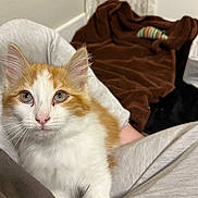 Cedar is registered to the contest to win money with this photo: kitten, cat, orange_and_white, pet, animal, fur, whiskers, ears, eyes, lap, person, clothing, blanket, toy, indoor, cozy, floor, white_wall, relaxed, closeup