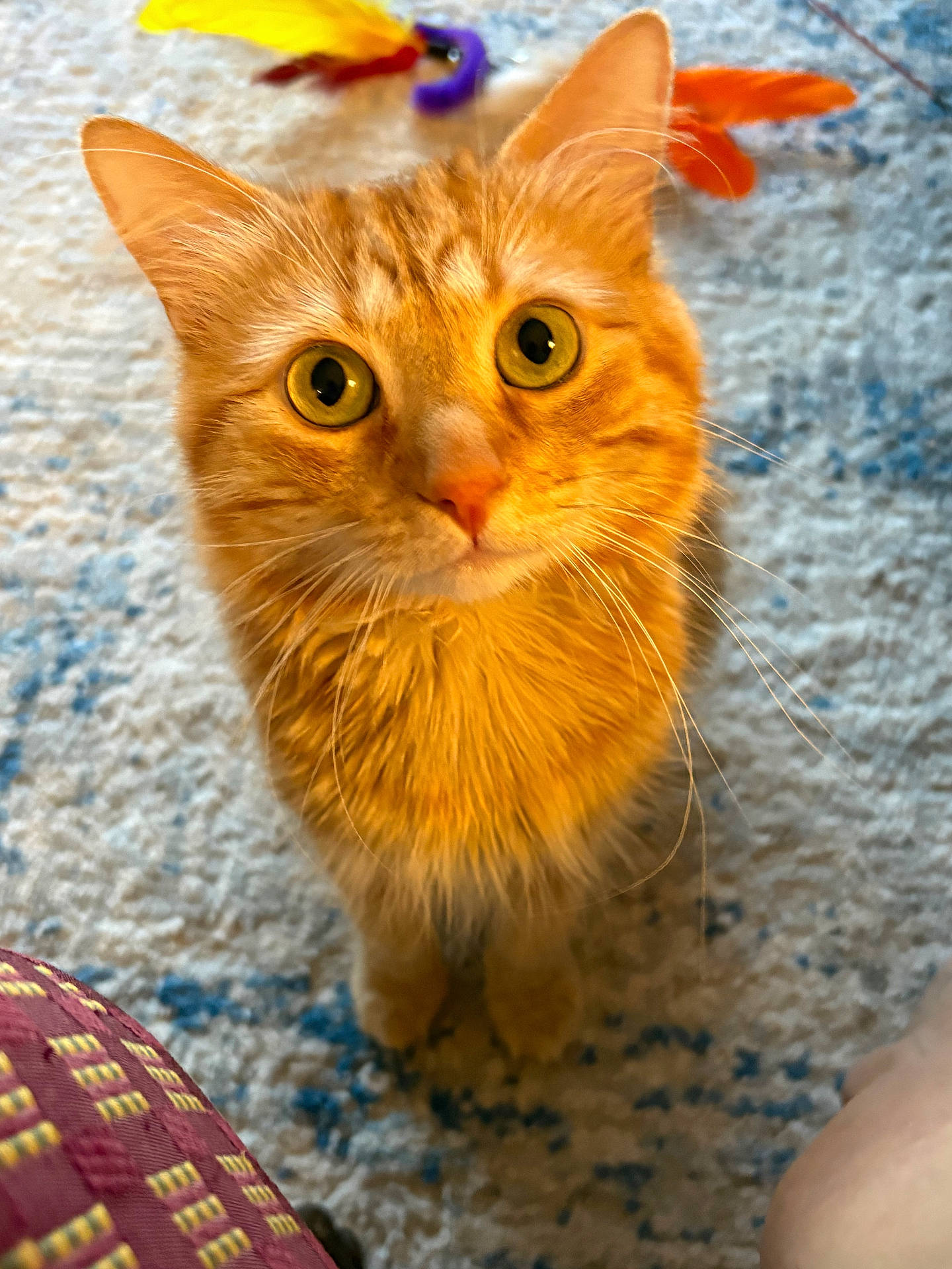 Ollie