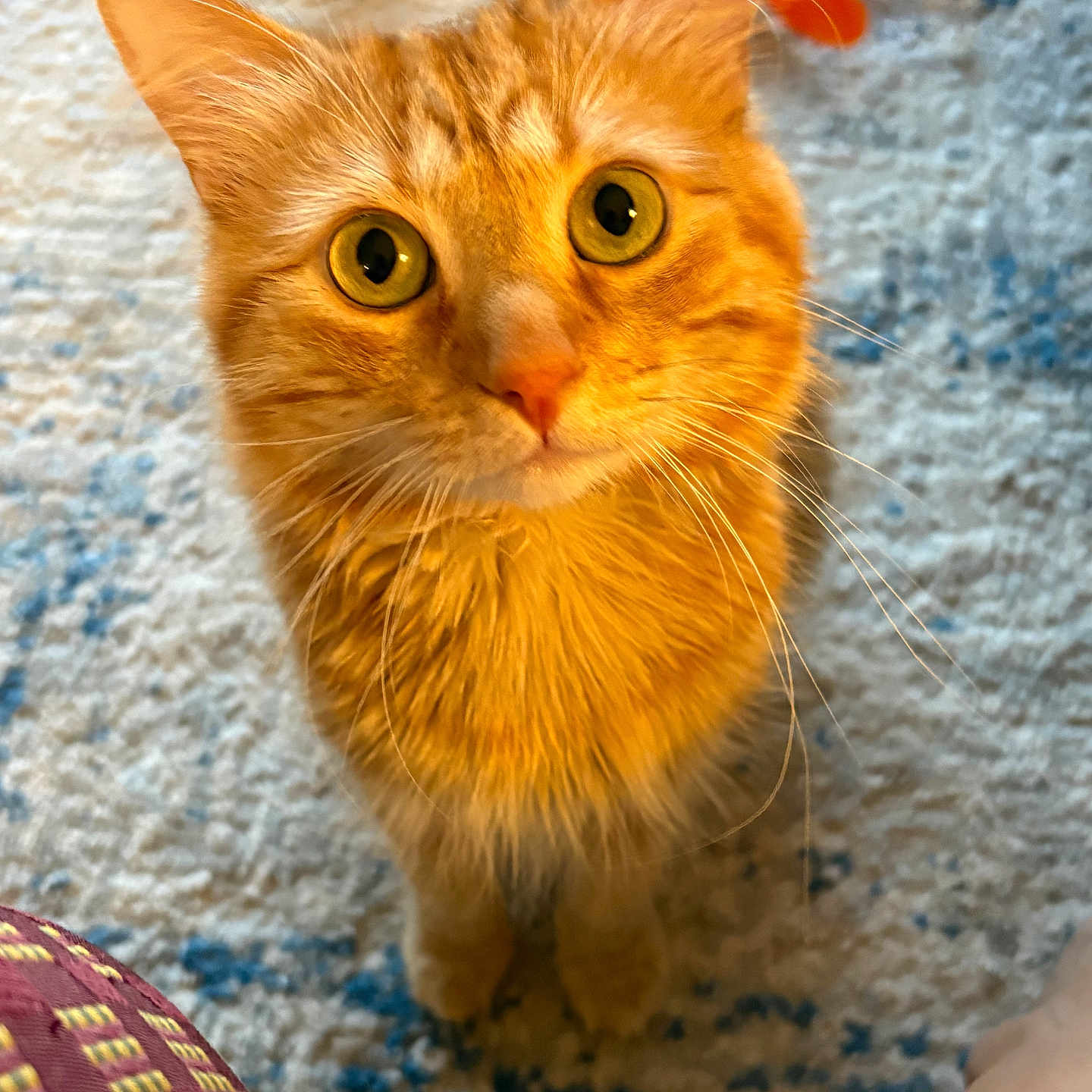 Ollie