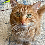 Ollie Wally is registered to the contest to win money with this photo: animal, carpet, cat, closeup, curious, cute, domestic_cat, ears, feline, fluffy, ginger_cat, green_eyes, indoor, looking_up, mammal, nose, pet, portrait, soft_fur, whiskers