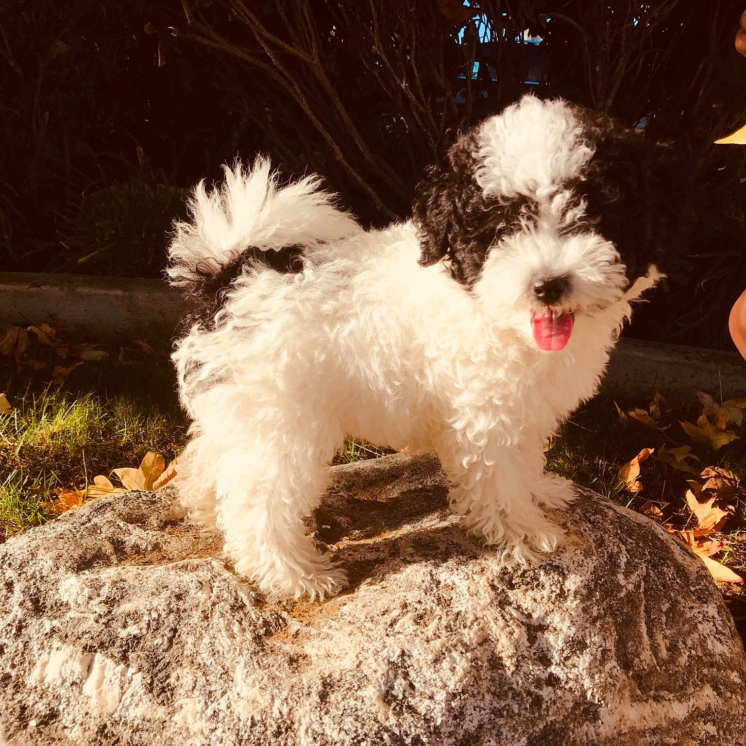 Bravo is registered to the contest to win money with this photo: bolognese, bolonka, carnivoran, cavachon, cavapoo, cockapoo, companion_dog, dog, dog_breed, dog_breed_group, dog_like_mammal, havanese, lagotto_romagnolo, miniature_poodle, poodle, poodle_crossbreed, puppy, schnoodle, snout, spanish_water_dog