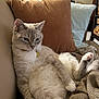 Lacey is registered to the contest to win money with this photo: animal, blanket, cat, collar, comfortable, couch, cozy, cute, domestic, feline, fur, home, indoor, mammal, pet, pillow, relaxed, resting, sitting, whiskers