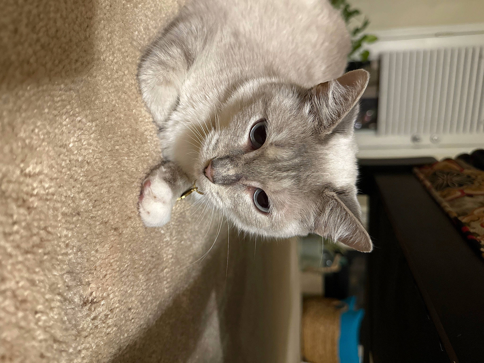 Lacey joined the competition — help win amazing prizes! carnivore, cat, cat_supply, domestic_short_haired_cat, ear, fawn, felidae, fur, paw, russian_blue, small_to_medium_sized_cats, snout, whiskers