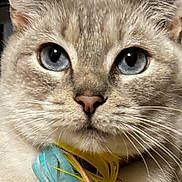 Lacey is registered to the contest to win money with this photo: animal, blue_eyes, cat, close_up, collar, curious, cute, domestic_cat, face, feathers, feline, fur, indoor, mammal, nose, paw, pet, playful, toy, whiskers