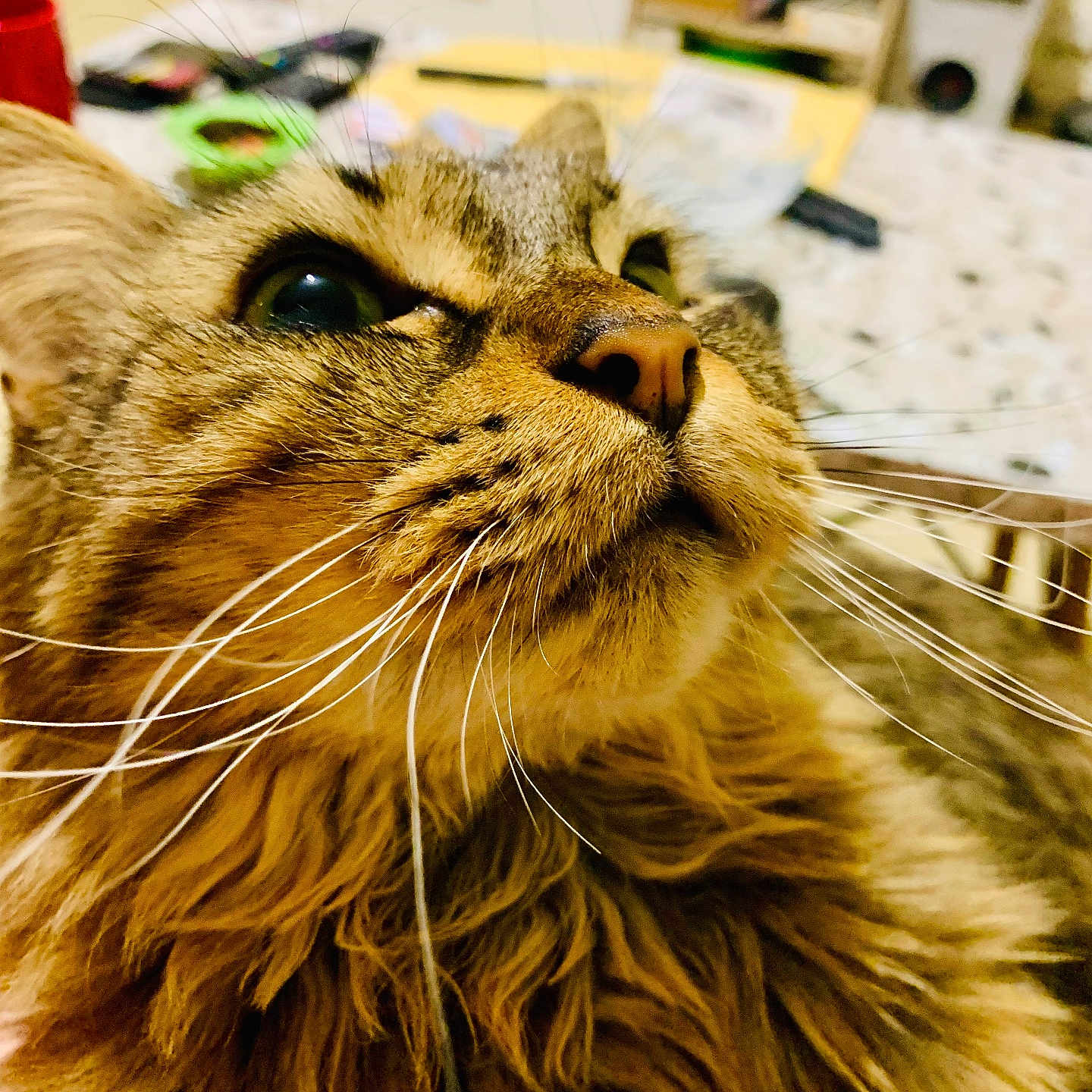 Frimousse