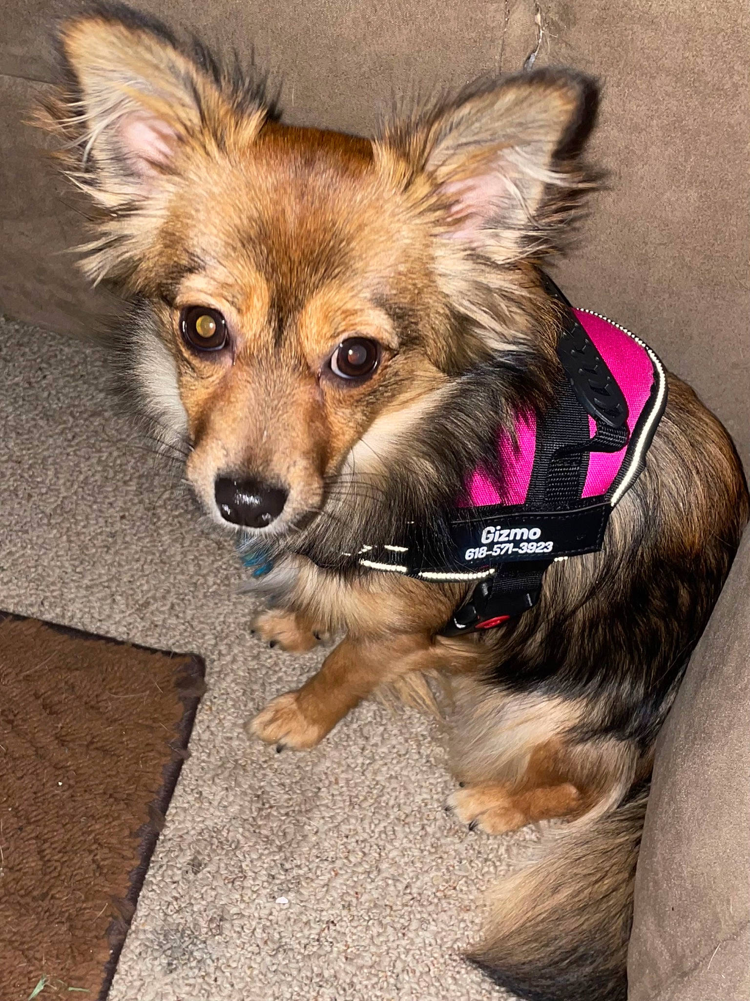 Gizmo is registered to the contest to win money with this photo: canidae, carnivore, collar, companion_dog, dog, dog_breed, dog_collar, dog_supply, eye, fawn, fur, leash, pet_supply, snout, sporting_group, terrestrial_animal, toy_dog, whiskers, wildlife, working_animal